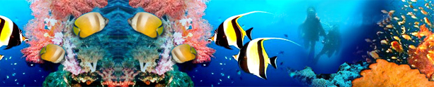 scuba phi phi ดำน้ำเกาะพีพี